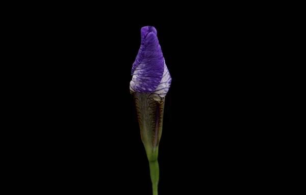 Spring flower iris blooming on black background. — Stock Photo, Image