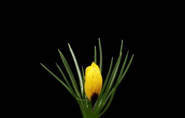 Flor de primavera Crocus floreciendo sobre fondo negro. — Foto de Stock