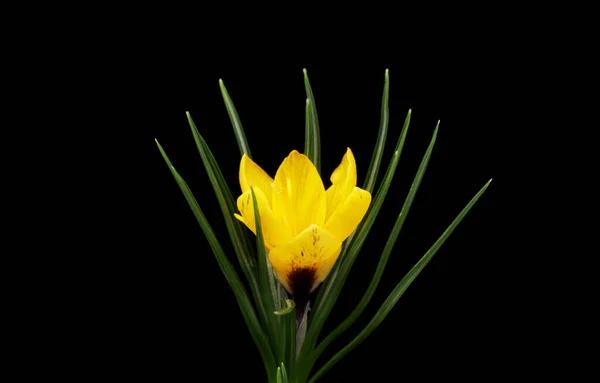 Siyah arka planda açan bahar çiçeği Crocus. — Stok fotoğraf