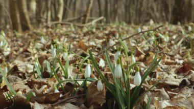 Galanthus Nivalis İlkbaharda ormandaki kardamlaları açar.