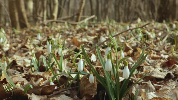 Galanthus nivalis In the forest in the wild in spring snowdrops bloom. — Stock Video