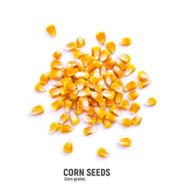 Çiğ mısır taneleri, mısır ya da mısır taneleri yığını. Üst görünüm beyaz üzerine izole edilmiş..