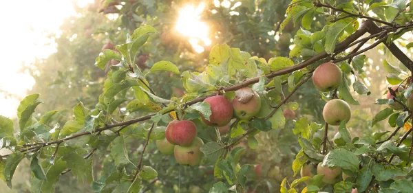 Huerto de manzanas. Manzanas maduras en el jardín listas para la cosecha. — Foto de Stock