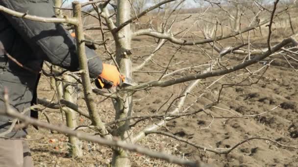 Snoeien appelboom in boomgaard. Man zaagende een tak van de boom in appel boomgaard. — Stockvideo