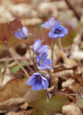 Hepatica ilk bahar çiçekleri. Ormanda mavi çiçekler.