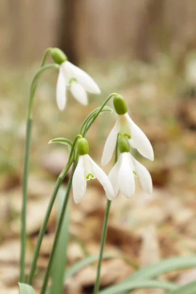 Galanthus nivalis Στο δάσος στην άγρια φύση την άνοιξη ανθίζουν οι χιονοπτώσεις. Επιλεκτική εστίαση — Φωτογραφία Αρχείου