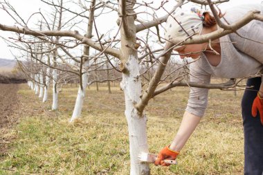 Bahar bahçesinde ağaç gövdesini boyayan bir kız. Bahar ağaçlarının beyazlatılması, böceklerden ve böceklerden korunma.