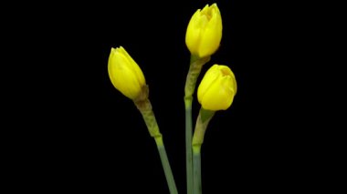 Büyüyen sarı nergis ya da narsis çiçekleri. Bahar çiçekleri siyah arka planda çiçek açıyor..