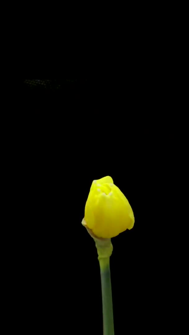 Tijdsverloop van het kweken van gele narcissen of narcissen bloem. Lente bloem narcissen bloeien op zwarte achtergrond. Verticale beelden — Stockvideo