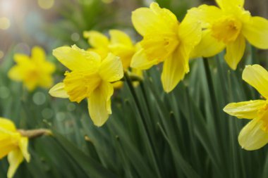 Çiçek açan nergisler, bahar bahçesinde Narcissus. Sarı nergislerle dolu bir çayır. Seçici odak.