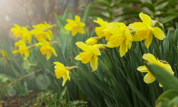 봄 정원에는 수선화처럼 피어 오르는 수선화가 피어 있다. 햇빛에 노란 수선화로 가득 찬 초원. 선택적 초점. — 스톡 사진