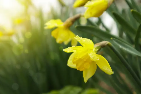 Цветущие нарциссы, Нарцисс в весеннем саду. Луг заполнен желтыми нарциссами в солнечном свете. Селективный фокус. — стоковое фото