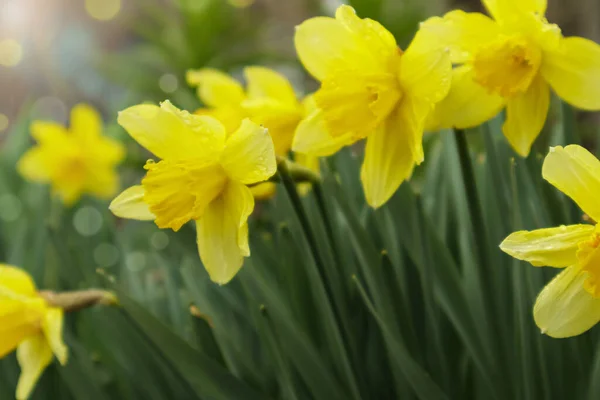 Kvetoucí narcisy, Narcis na jarní zahradě. Louka plná žlutých narcisů na slunci. Selektivní zaměření. — Stock fotografie