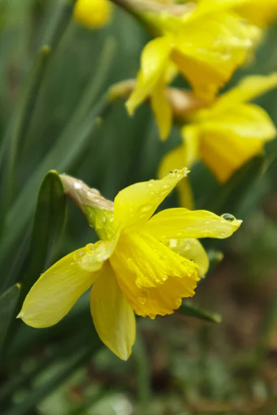 봄 정원에는 수선화처럼 피어 오르는 수선화가 피어 있다. 햇빛에 노란 수선화로 가득 찬 초원. 선택적 초점. — 스톡 사진