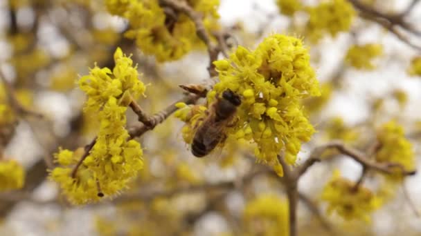 Pszczoły miodne zbierają nektar w Dogwood lub europejskich gałęziach kukurydzy wiosna w rozkwicie, wiśnia kornelijska z żółtymi kwiatami w świetle słonecznym. — Wideo stockowe