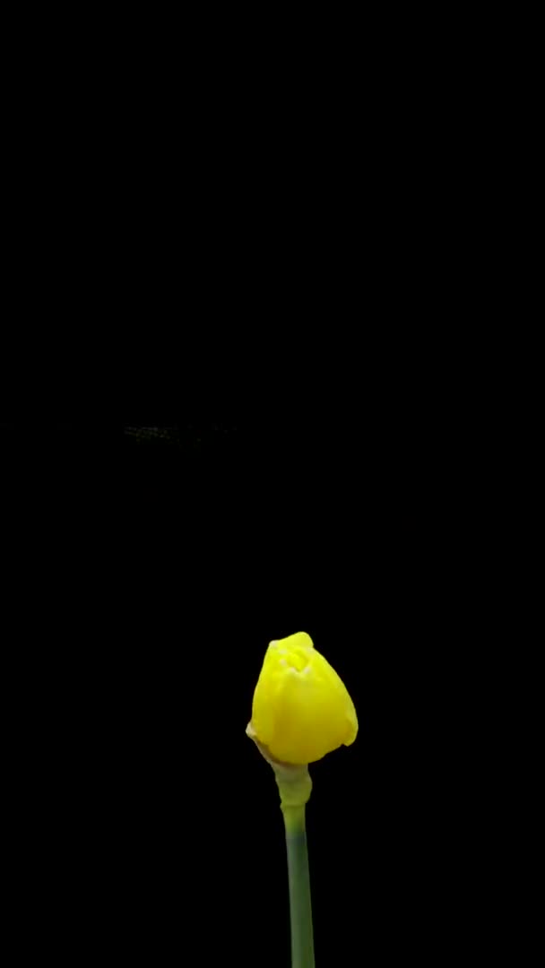 Czas upływa, gdy rośnie żółty żonkil lub kwiat narcyza. Wiosenne żonkile kwiatowe kwitnące na czarnym tle. Nagrania pionowe — Wideo stockowe