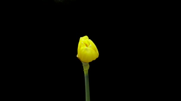 Tijdsverloop van het kweken van gele narcissen of narcissen bloem. Lente bloem narcissen bloeien op zwarte achtergrond. — Stockvideo