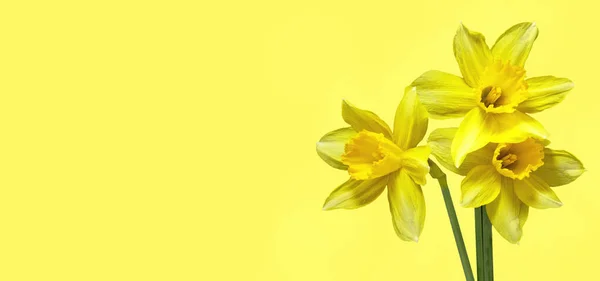 Narcisi o narcisi di fiori primaverili fioriti su fondo giallo. — Foto Stock