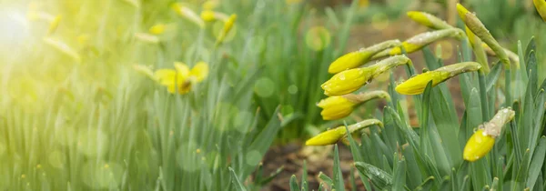 Narcisi in fiore, Narciso in giardino primaverile. Prato pieno di narcisi gialli alla luce del sole. Focus selettivo. — Foto Stock