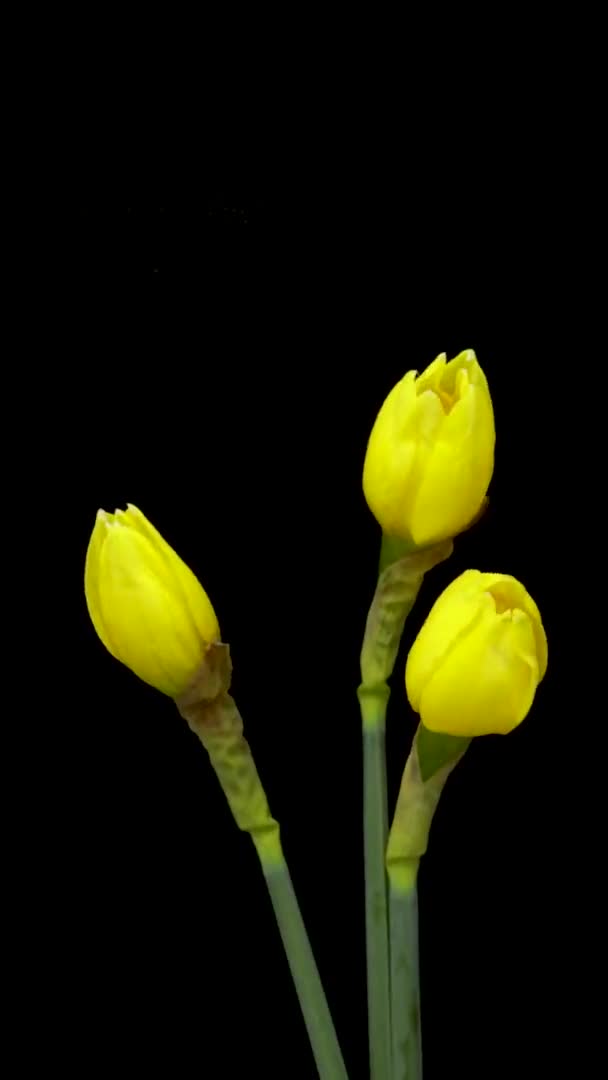 Zeitraffer von wachsenden gelben Narzissen oder Narzissenblüten. Frühlingsblume Narzissen blühen auf schwarzem Hintergrund. Vertikales Filmmaterial — Stockvideo