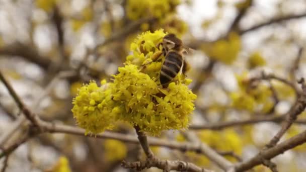 Medonosné včely sbírají nektar v kvetoucích větvích Dogwoodu nebo evropského kornelu, třešně z korneolu se žlutými květy na slunci. — Stock video