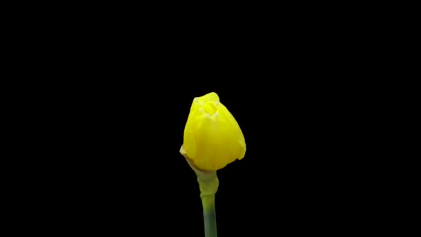 Tijdsverloop van het kweken van gele narcissen of narcissen bloem. Lente bloem narcissen bloeien op zwarte achtergrond. — Stockvideo