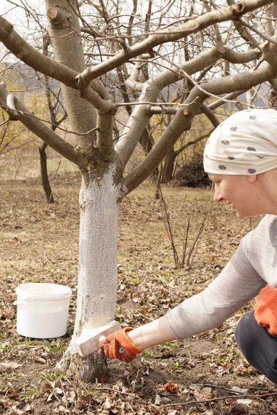 Bahar bahçesinde ağaç gövdesini boyayan bir kız. Bahar ağaçlarının beyazlatılması, böceklerden ve böceklerden korunma.