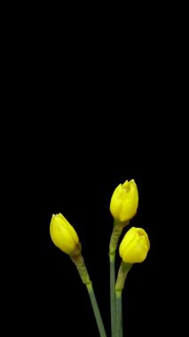 Büyüyen sarı nergis ya da narsis çiçekleri. Siyah arka planda açan bahar çiçeği nergisleri. Dikey görüntüler