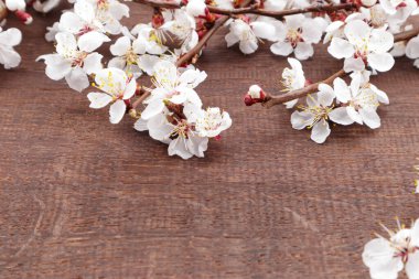 Ahşap arka planda dallarda kayısı çiçekleri. Seçici odak