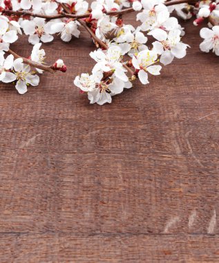 Ahşap arka planda dallarda kayısı çiçekleri. Seçici odak