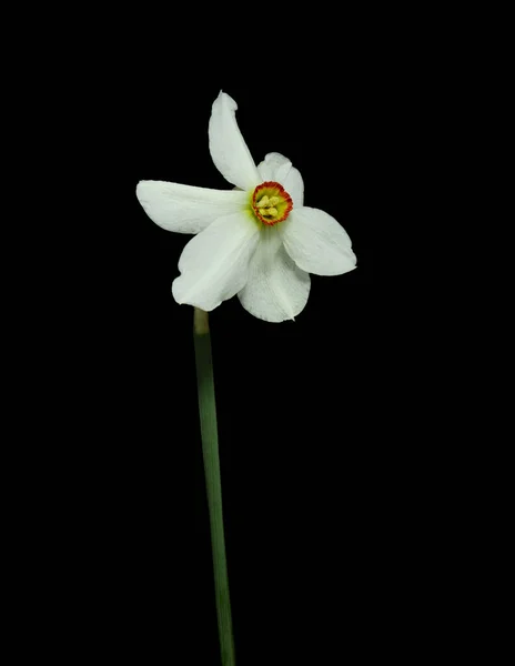 검은 배경에 피어 있는 봄 꽃 혹은 수선화. — 스톡 사진