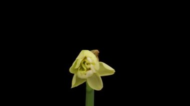 Time-lapse of growing white daffodils or narcissus flower, Spring daffodils blooming on black background.
