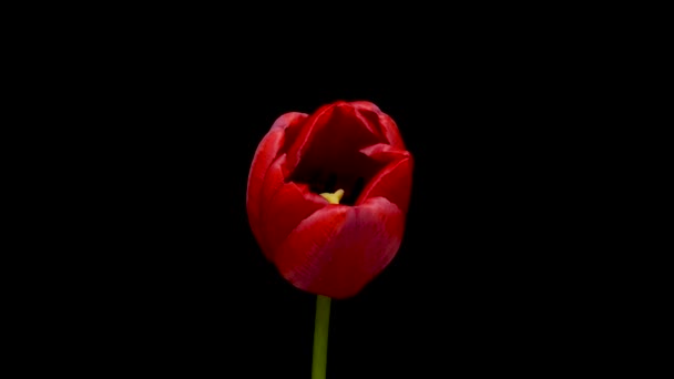 Timelapse of red tulip flower blooming on black background, holidays concept — Stok video