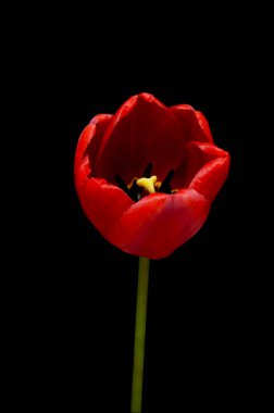 Spring flower Tulips blooming on black background.