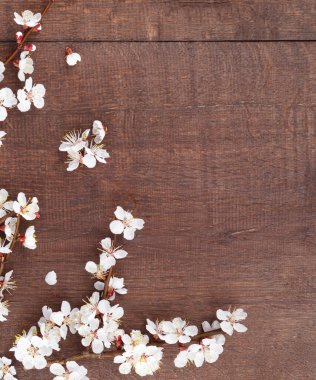 Ahşap arka planda dallarda kayısı çiçekleri. Üst görünüm