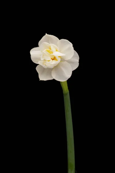 Spring flower daffodils or narcissus blooming on black background. — Stock Photo, Image