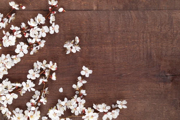 Ahşap arka planda dallarda kayısı çiçekleri. Üst görünüm