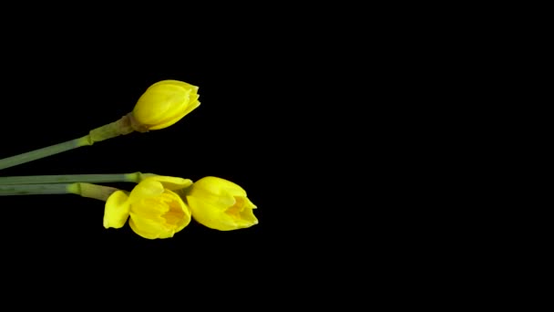 Time-lapse of growing yellow daffodils or narcissus flower. Narcisos de flor primaveral floreciendo sobre fondo negro. Imágenes verticales — Vídeo de stock