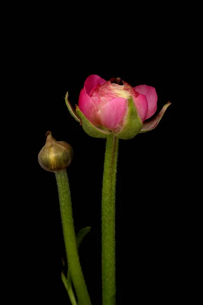 Рожеві квіти рунункули ізольовані на чорному фоні . — стокове фото