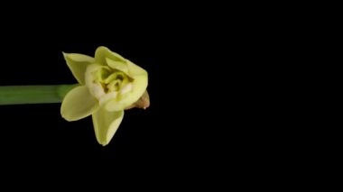 Time-lapse of growing white daffodils or narcissus flower, Spring daffodils blooming on black background, Vertical footage