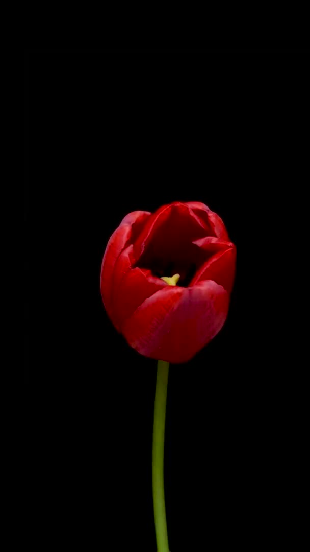 Timelapse κόκκινο λουλούδι τουλίπας ανθίζει σε μαύρο φόντο, έννοια των διακοπών, Κάθετη πλάνα. — Αρχείο Βίντεο
