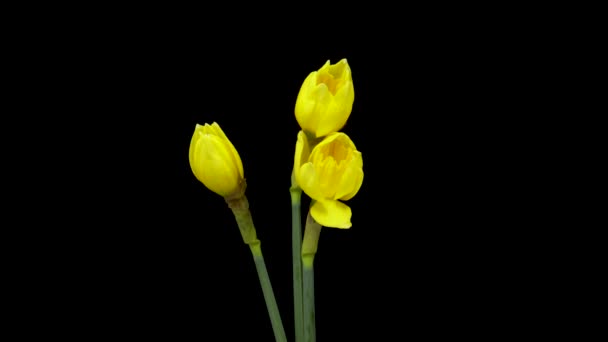 Time-lapse of growing yellow daffodils or narcissus flower. Narcisos de flor de primavera floreciendo sobre fondo negro. — Vídeos de Stock