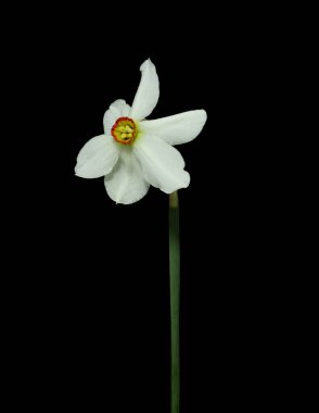 Bahar çiçeği nergisleri ya da narsislerin siyah arka planda açması.