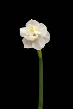 Bahar çiçeği nergisleri ya da narsislerin siyah arka planda açması.