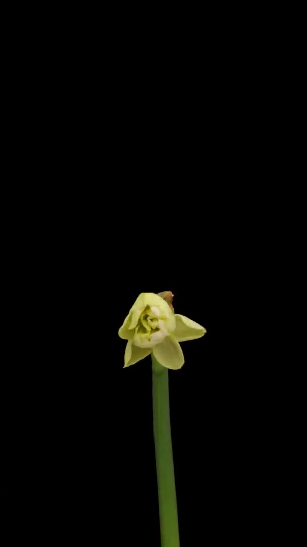Time-lapse of growing white daffodils or narcissus flower, Spring daffodils blooming on black background, Vertical footage — Vídeo de stock