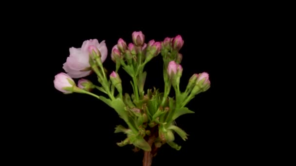 Lasso di tempo di un fiore di ciliegio di fiori rosa. Primavera fiore Sakura fioritura su sfondo nero. — Video Stock