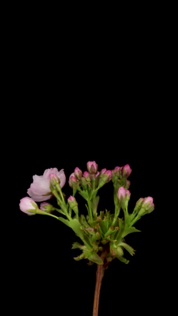 Lasso di tempo di un fiore di ciliegio di fiori rosa. Fiore di primavera Sakura fioritura su sfondo nero, Filmati verticali — Video Stock
