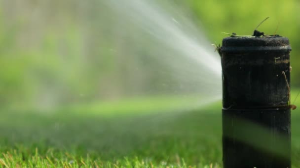 Grass irrigation. Garden Irrigation sprinkler watering lawn. — Stock Video