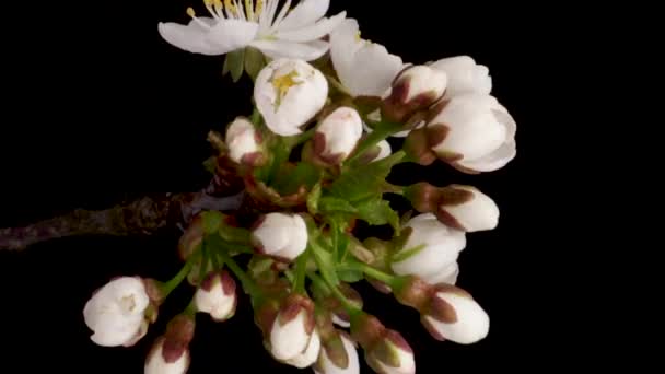 Time-lapse of a white flowers cherry blossom. Spring flower cherry blooming on black background, Vertical footage — Stockvideo