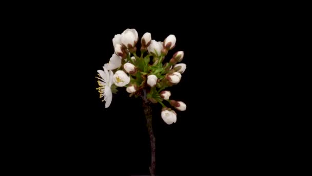 Time-lapse of a white flowers cherry blossom. Spring flower cherry blooming on black background. — Stockvideo